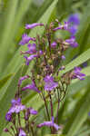 Sharpsepal beardtongue